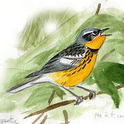 Magnolia Warbler