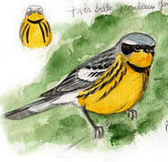 Magnolia Warbler