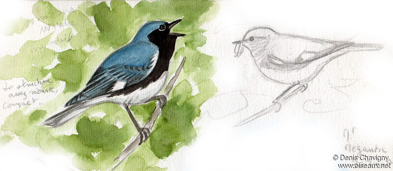 Black-throated Blue Warbler male adult breeding, identification, song
