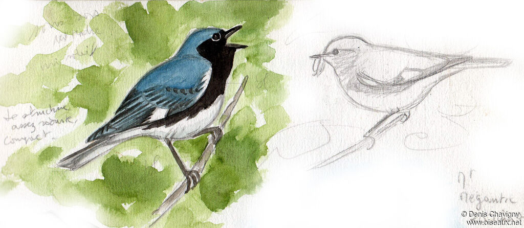 Black-throated Blue Warbler male adult breeding, identification, song