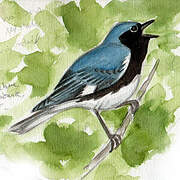 Black-throated Blue Warbler