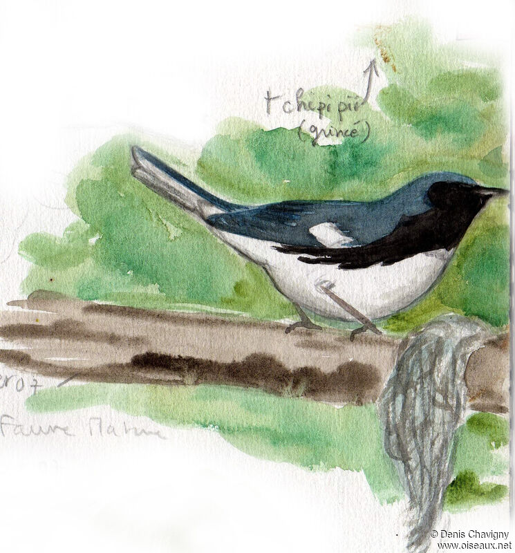 Paruline bleue mâle adulte, habitat, chant