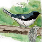 Black-throated Blue Warbler