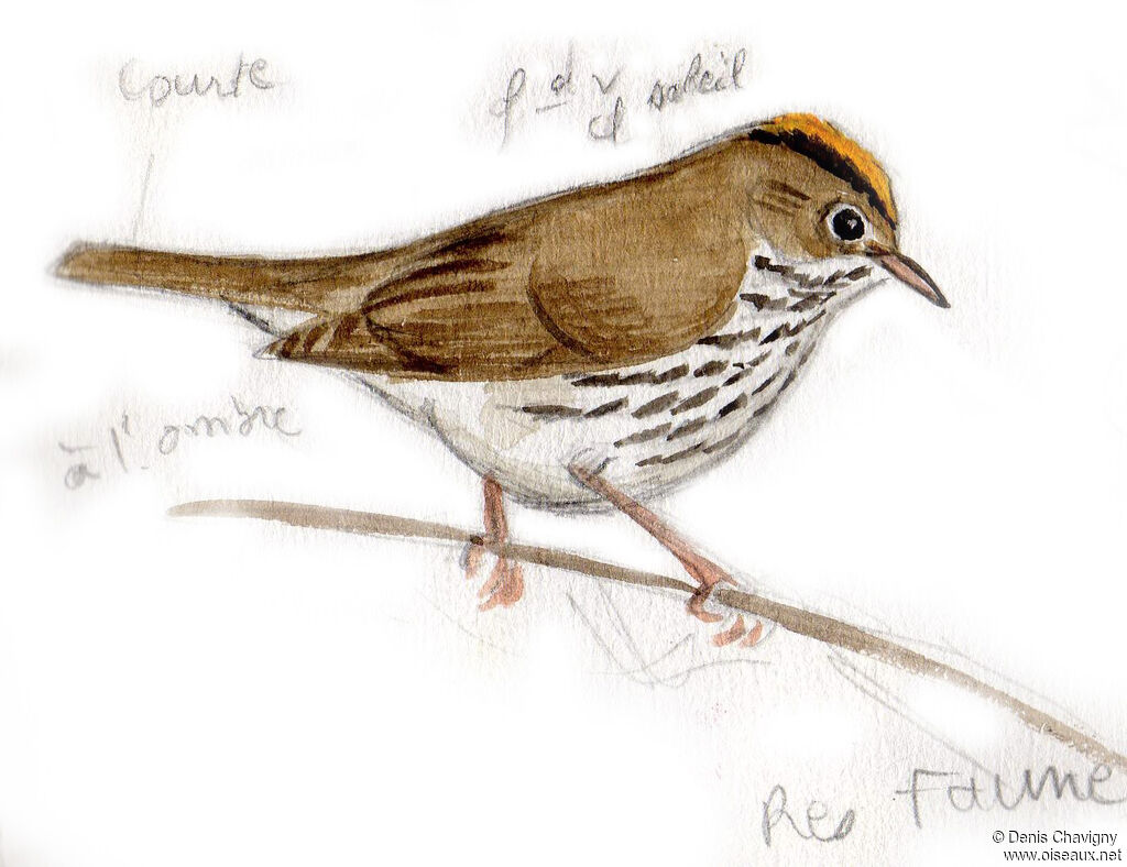 Ovenbirdadult, identification