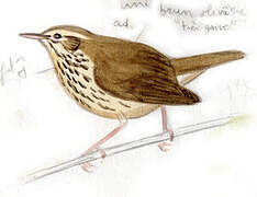 Northern Waterthrush