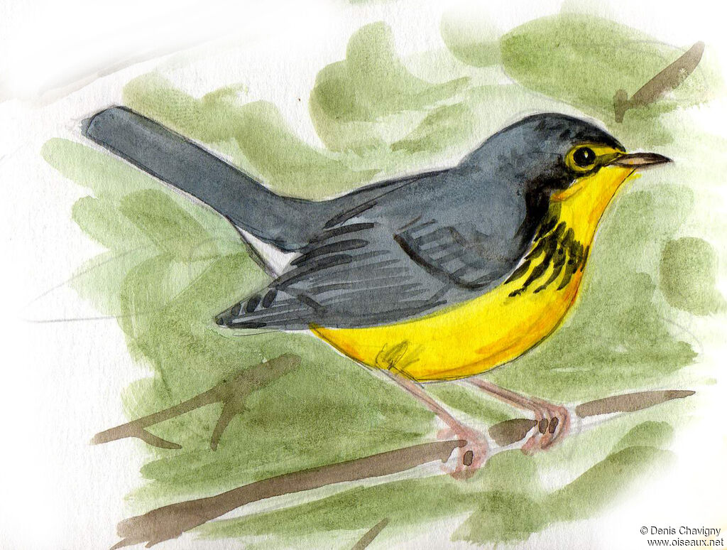 Canada Warbler male adult breeding, identification