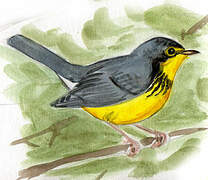 Canada Warbler