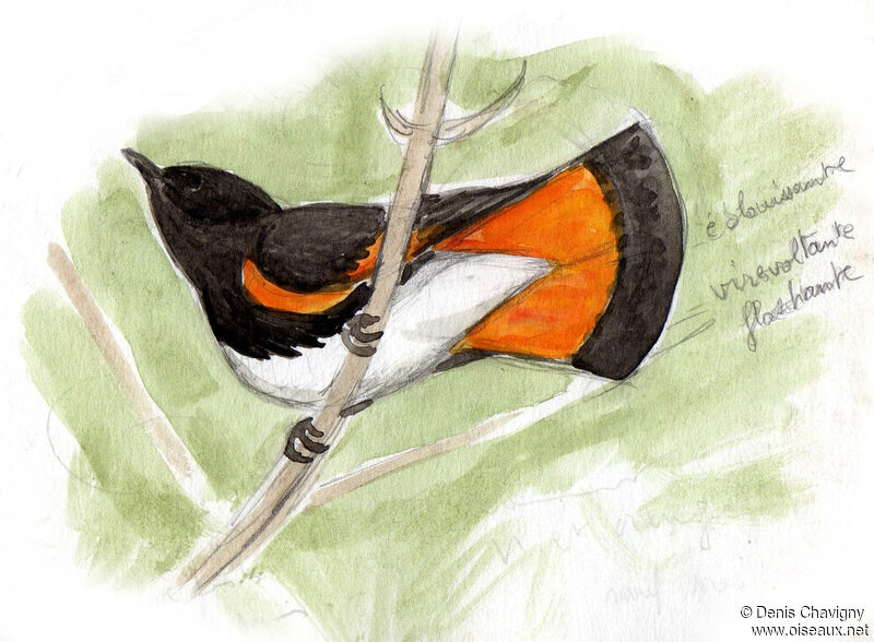 American Redstart male adult breeding, identification
