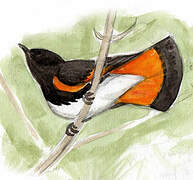 American Redstart