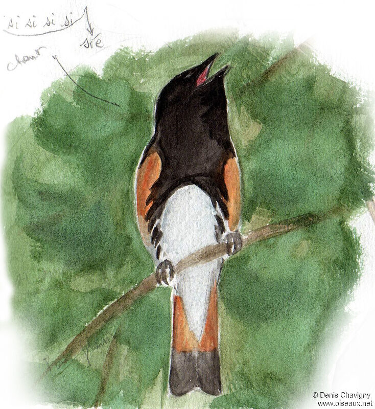 American Redstart male adult breeding, song