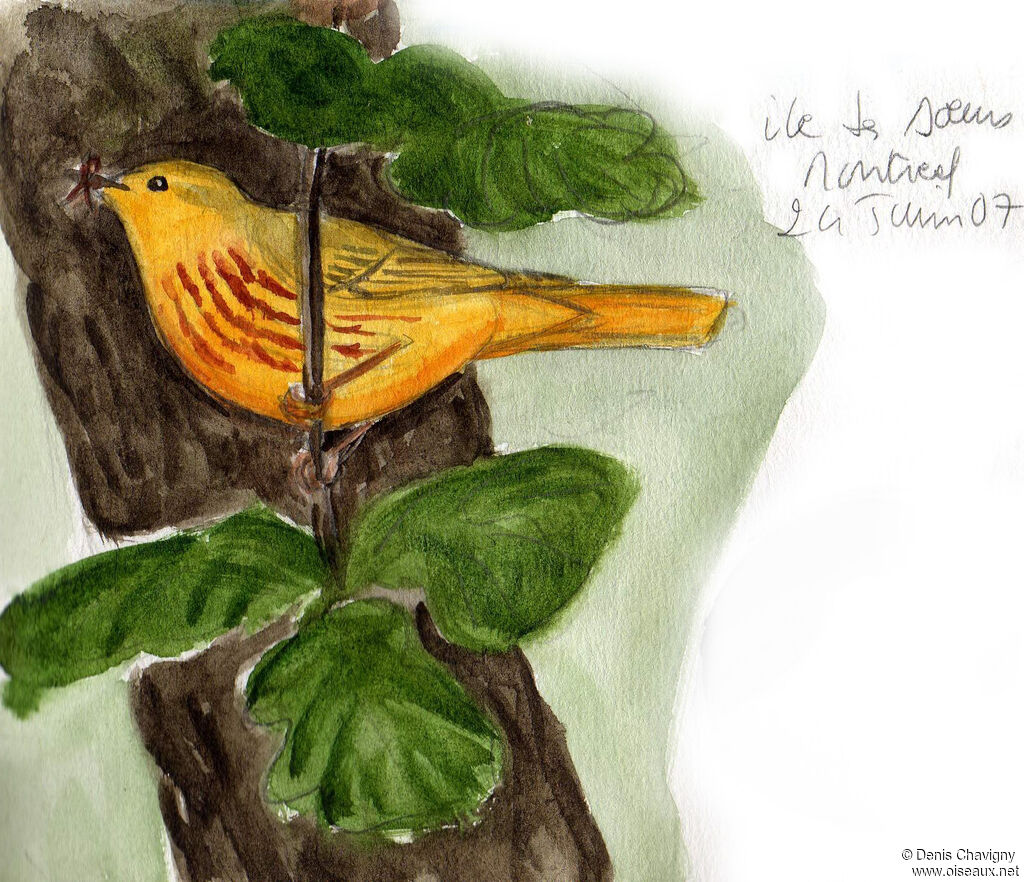 American Yellow Warbler male adult breeding, Reproduction-nesting