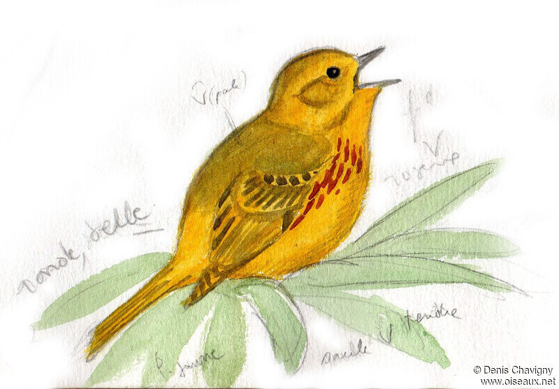 Paruline jaune mâle adulte nuptial, identification, chant