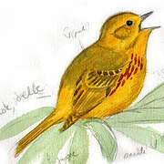 American Yellow Warbler