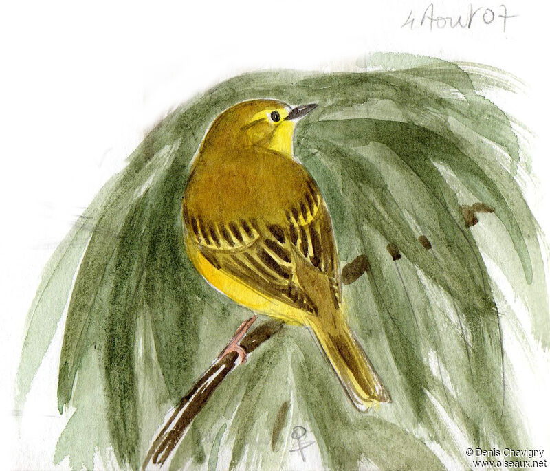 Paruline jaune femelle adulte, identification