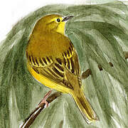 American Yellow Warbler