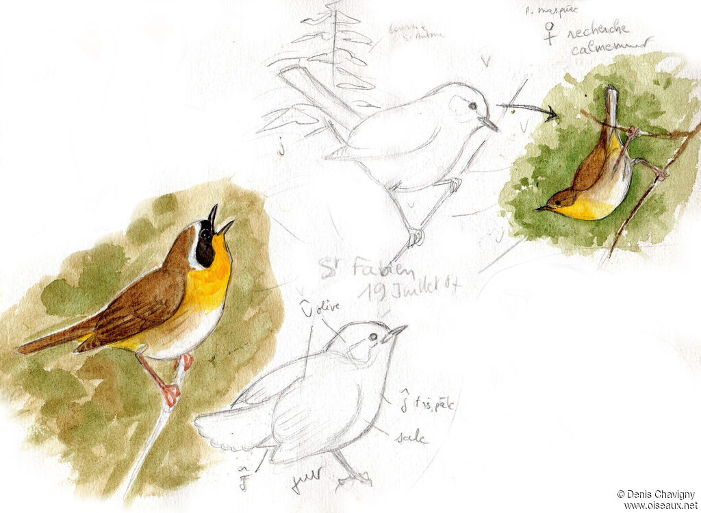 Common Yellowthroat, Reproduction-nesting