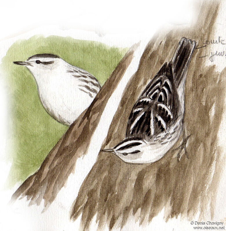 Paruline noir et blancadulte, identification