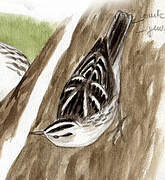 Black-and-white Warbler