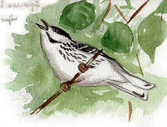 Blackpoll Warbler