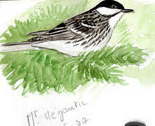 Blackpoll Warbler