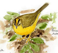 Two-banded Warbler