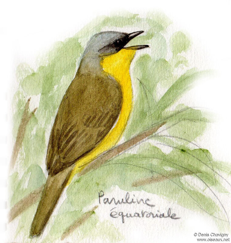 Southern Yellowthroat male adult breeding, song