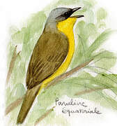 Southern Yellowthroat