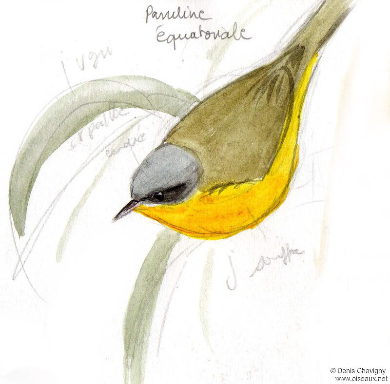 Southern Yellowthroatadult, habitat