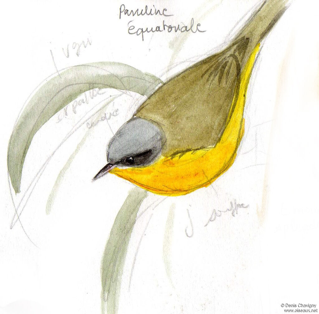 Southern Yellowthroatadult, habitat