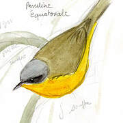 Southern Yellowthroat