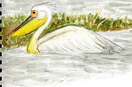 Great White Pelican