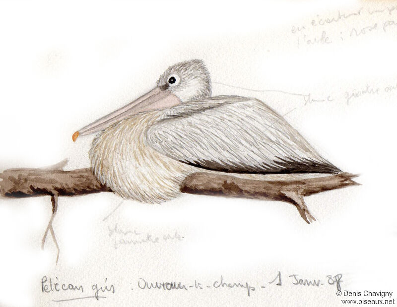 Pélican gris, identification