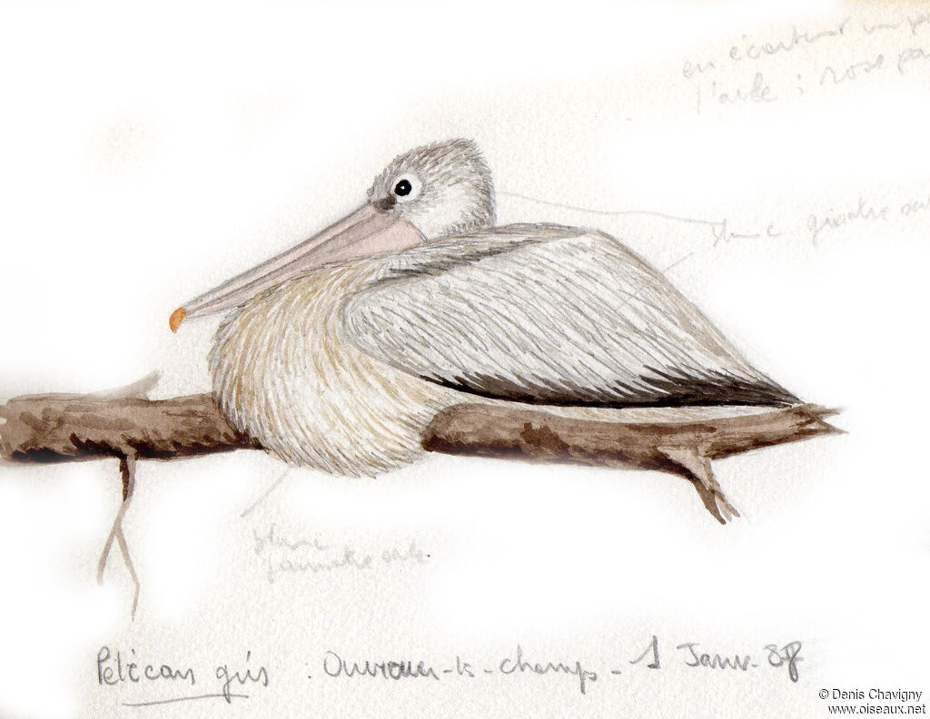 Pink-backed Pelican, identification