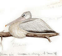 Pink-backed Pelican