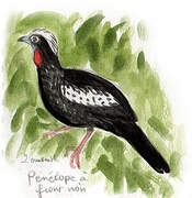 Black-fronted Piping Guan