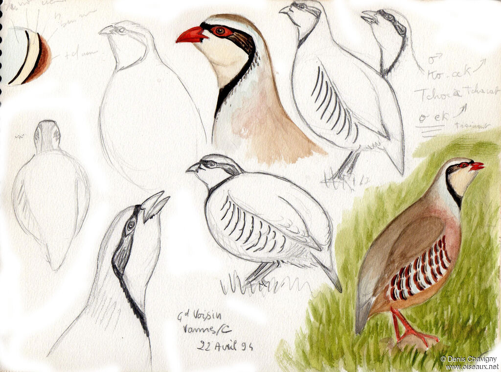 Chukar Partridgeadult, aspect