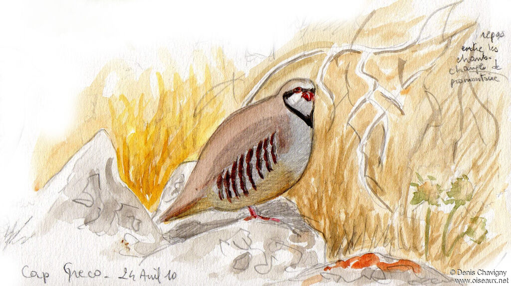 Chukar Partridge male adult breeding, habitat