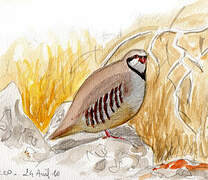 Chukar Partridge