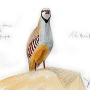 Chukar Partridge