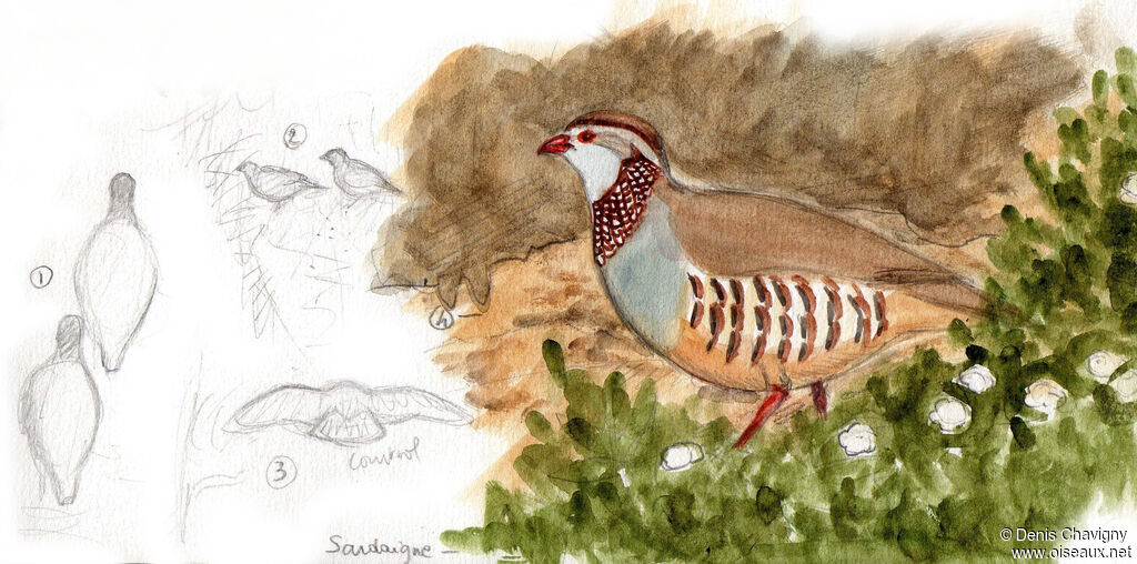 Barbary Partridgeadult, habitat, Reproduction-nesting