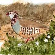 Barbary Partridge