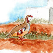 Barbary Partridge