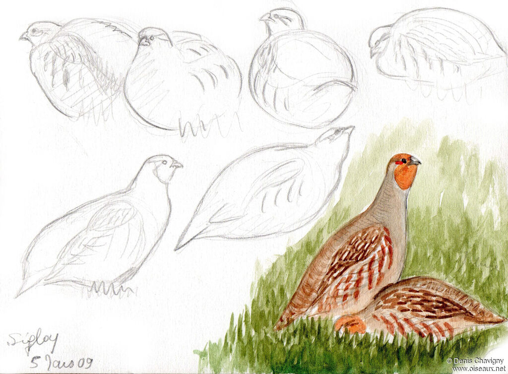 Grey Partridge, habitat