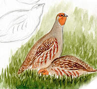 Grey Partridge