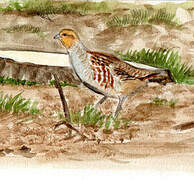 Grey Partridge