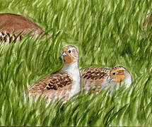 Grey Partridge