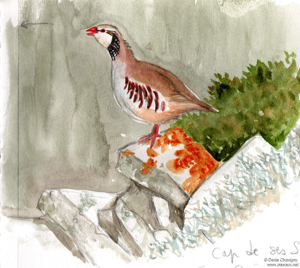 Red-legged Partridge male adult, habitat, song