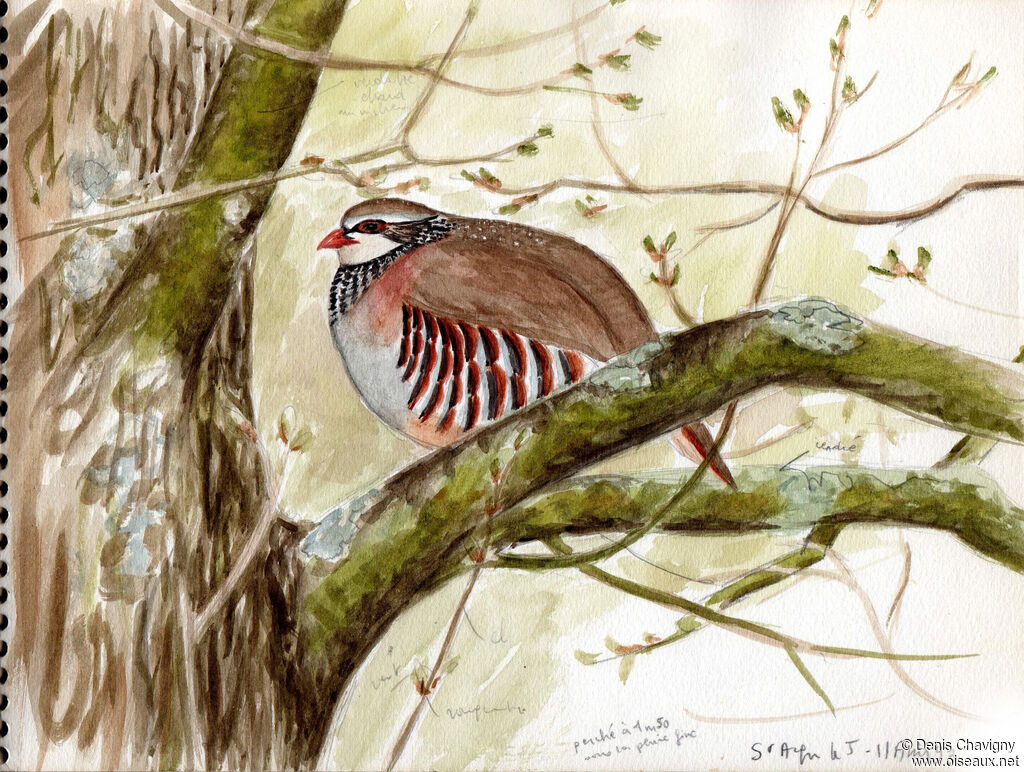 Red-legged Partridgeadult, habitat