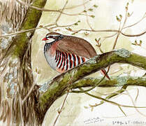 Red-legged Partridge