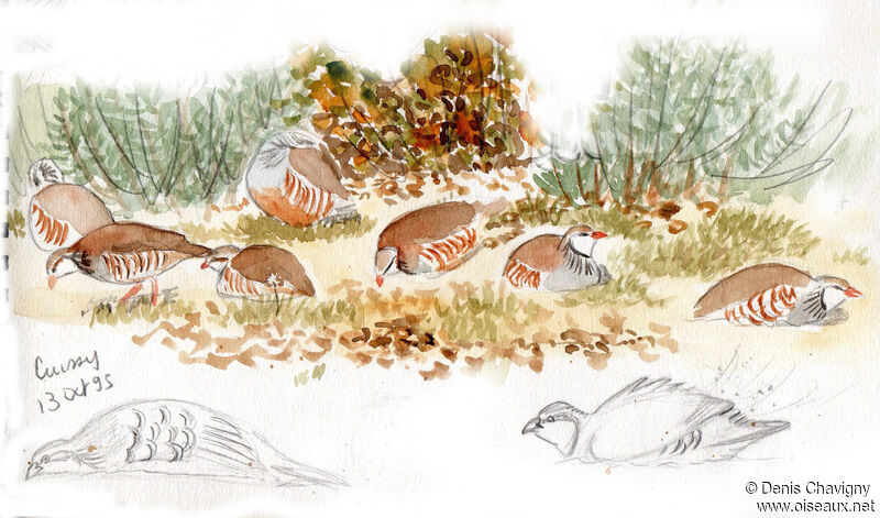 Red-legged Partridge, habitat